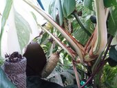 Monstera deliciosa 'Variegata'