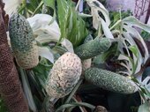 Monstera deliciosa 'Variegata'