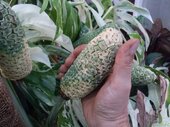 Monstera deliciosa 'Variegata'