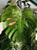 Monstera deliciosa 'Variegata'