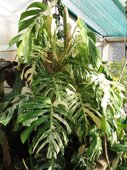 Monstera deliciosa 'Variegata'