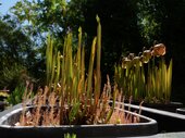 Sarracenia sp.