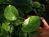 Monstera deliciosa 'Variegata'