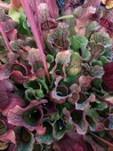 Sarracenia sp.