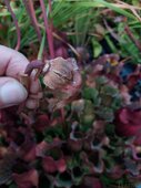 Sarracenia sp.