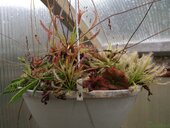 Drosera capensis