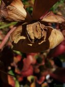 Sarracenia sp.