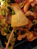 Sarracenia sp.