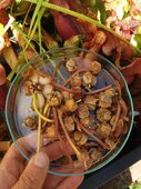Sarracenia sp.