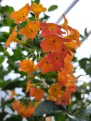 Streptosolen jamesonii