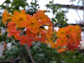 Streptosolen jamesonii