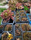 Sarracenia sp.