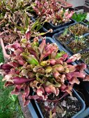 Sarracenia sp.