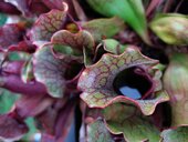 Sarracenia sp.