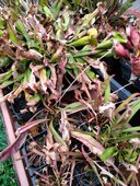 Sarracenia sp.