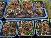 Sarracenia sp.