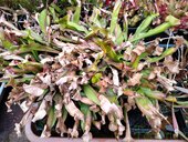 Sarracenia sp.