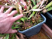 Sarracenia sp.