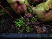 Sarracenia sp.