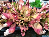Sarracenia sp.