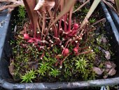 Sarracenia sp.