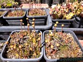 Sarracenia sp.