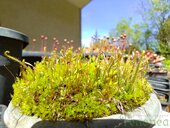 Drosera filiformis