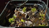 Sarracenia sp.