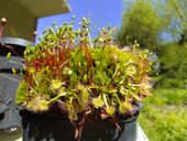 Drosera rotundifolia