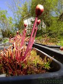 Sarracenia sp.