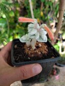 Sinningia leucotricha 'Itaquera'