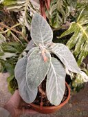Sinningia leucotricha 'Itaquera'
