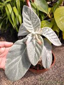 Sinningia leucotricha 'Itaquera'