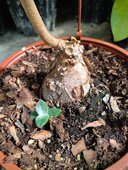 Sinningia leucotricha 'Itaquera'