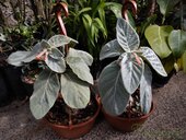 Sinningia leucotricha 'Itaquera'