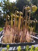 Drosera filiformis