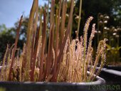 Drosera filiformis