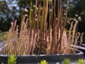 Drosera filiformis