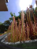 Drosera filiformis