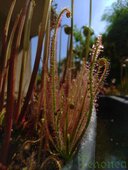Drosera filiformis