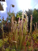 Drosera filiformis
