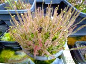 Drosera filiformis
