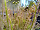 Drosera filiformis