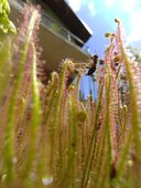 Drosera filiformis