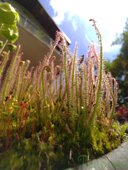 Drosera filiformis