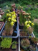 Sarracenia sp.