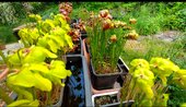 Sarracenia sp.