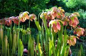 Sarracenia sp.