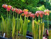 Sarracenia sp.