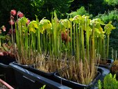 Sarracenia sp.